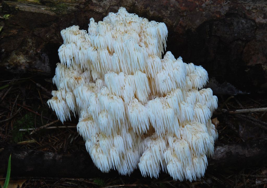 Hericium alpestre... penso